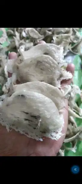 Lowongan pekerjaan walet