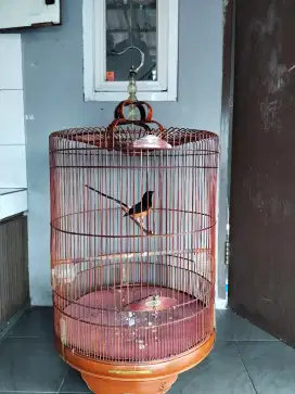 Jual burung atu tt silakan kandang BnR cakep krodong tebal fulset
