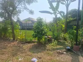 DIJUAL CEPAT TANAH PRODUKTIF KEDUNGRUKEM GRESIK