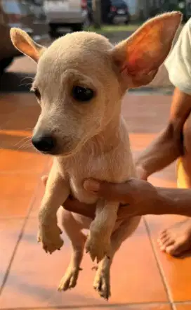Dijual Anjing Lucu Imut Kecil Harga Nego