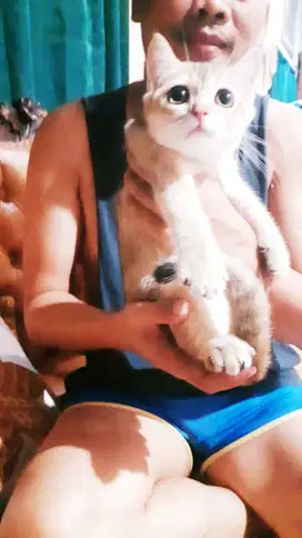 Jual Anak Kucing BSH BritishShorthair Pure Golden Gen Import Champions