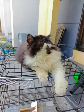 Kucing Peaknose Kitten