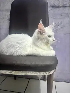 Mainecoon white solid non ped