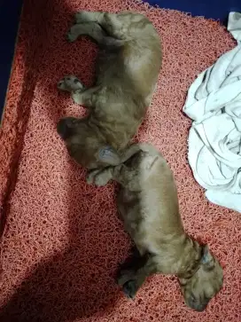 Anjing Mini Toy poodle