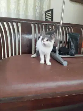 British shorthair