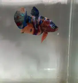 Ikan Cupang Kualitas