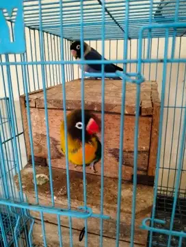 Lovebird sepasang resmi