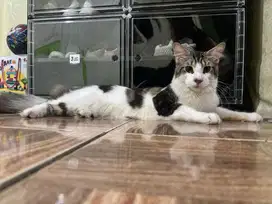 mainecoon pure ped