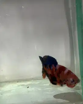 Ikan Cupang Lucu