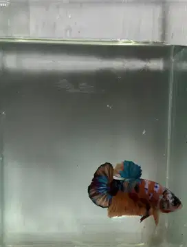 Ikan Cupang Mantap