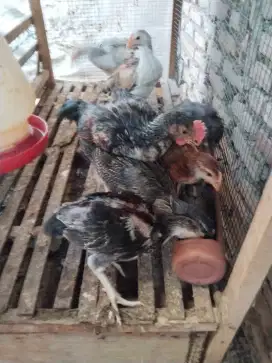 Ayam pelung anakan