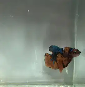 Ikan Cupang Unik