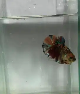 Ikan Cupang Istimewa