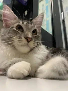 mainecoon non ped