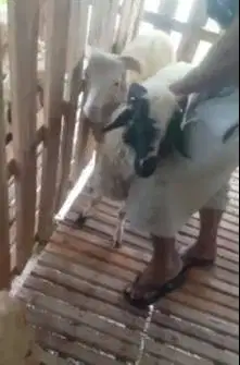 6 ekor bakalan domba jantan siap penggemukan kurban aqiqah jamin puas