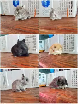 Peternakan kelinci lucu imut cute
