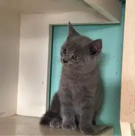 Kucing kitten British shorthair Male