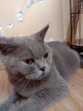 Lepas adopsi kucing indukan British short hair