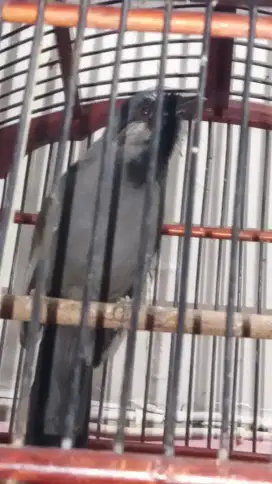Burung poksay hongkong