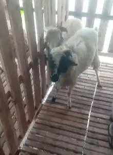 6 ekor bakalan domba jantan 6-7 bulanan siap ternak penggemukan manteb