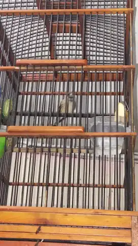 Burung blackstrut jantan