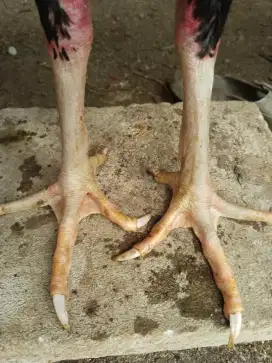 Ayam Bangkok Sinekti