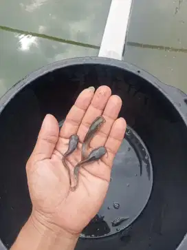 Jual benih ikan lele ukuran 6/7