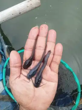 Jual benih ikan lele ukuran 7/8