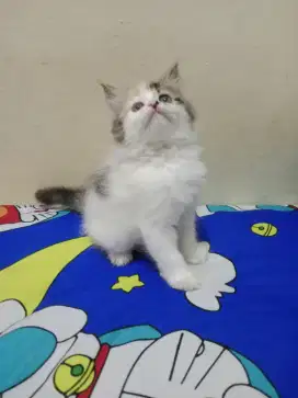 Persia kitten calico
