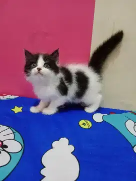 Persia kitten black n white oreo