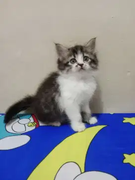 Persia kitten putih mujaer