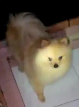 Pomeranian Betina Bulu Double Coat Glamour