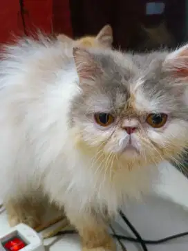 kucing persia peaknose