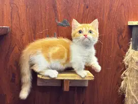 Kucing kitten munchkin betina