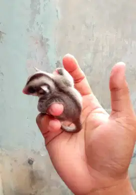 Sugar glider joey betina murah