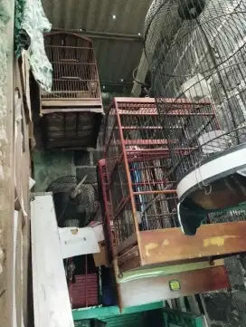 kandang burung 6
