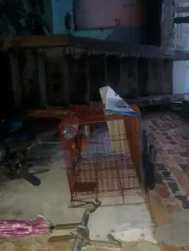 Jual kandang kucing dak tepakek