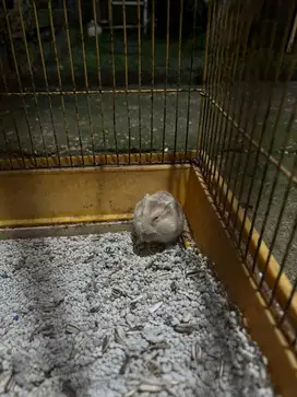 Hamster WW Betina Dewasa
