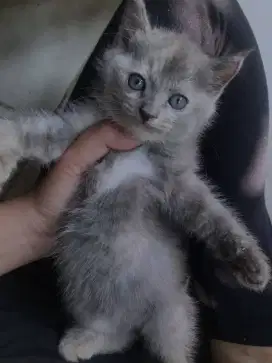 Kitten BSH 2bln