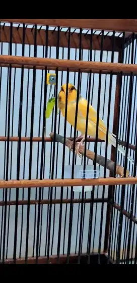 Kenari F2ys cengkok unik