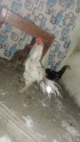 Ayam Ekor lidi mekar