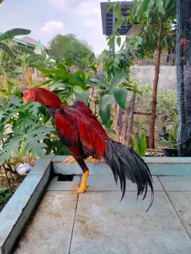 Dijual ayam siam
