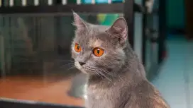 British Short Hair BSH