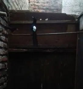 Sepasang Murai Batu