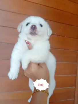 Betyna minipom mix