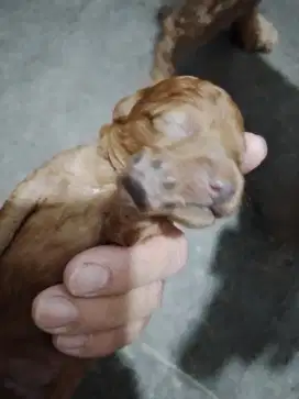 Anakan Mini Toy Poodle Baru Lahir