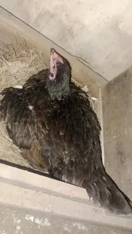 Ayam Birma ory telor ijo