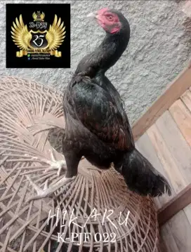 Ayam Birma/Birma ory telor ijo