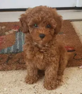 DIJUAL ANAK ANJING POODLE