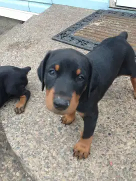 DIJUAL ANAK ANJING DOBERMAN